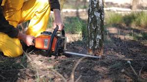 Best Root Management and Removal  in Combe, LA