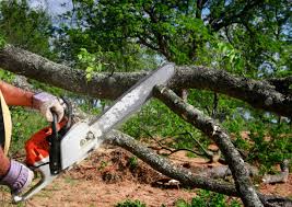 Best Tree Health Inspection  in Combe, LA