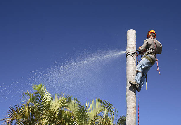 Professional Tree Services in Lacombe, LA