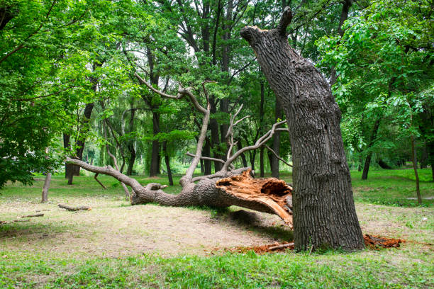 Best Tree Removal Service  in Combe, LA