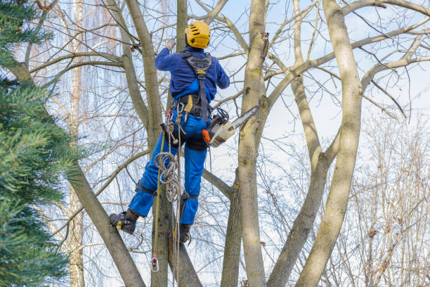 Best Seasonal Cleanup  in Combe, LA