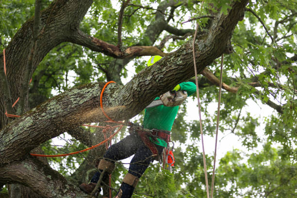 Best Arborist Consultation Services  in Combe, LA