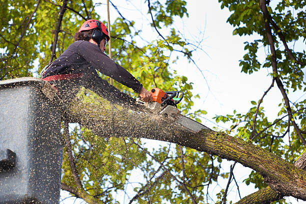 Best Fruit Tree Pruning  in Combe, LA