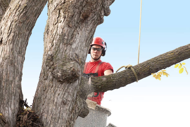 How Our Tree Care Process Works  in  Lacombe, LA