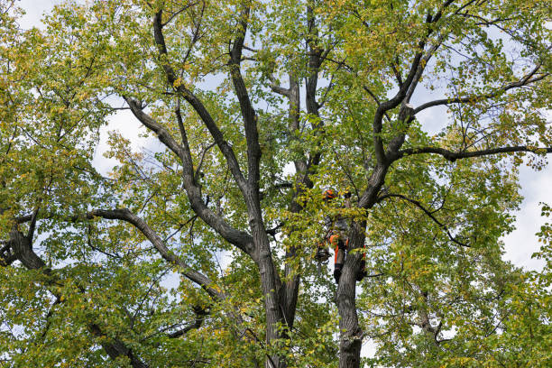 Best Tree Cabling and Bracing  in Combe, LA